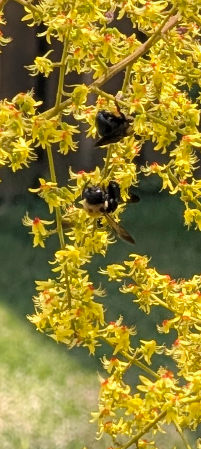 Close up of bees in a tree with yellow flowering leaves
