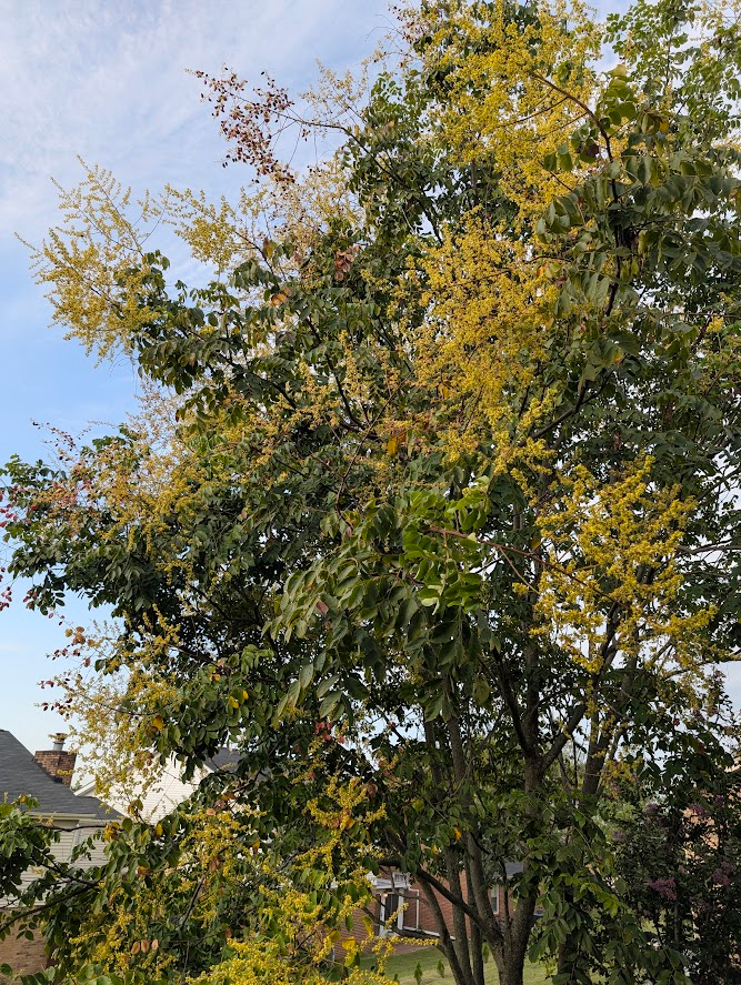 Large flowering tree for perspective versus the twig that was planted; possibly a crepe myrtle